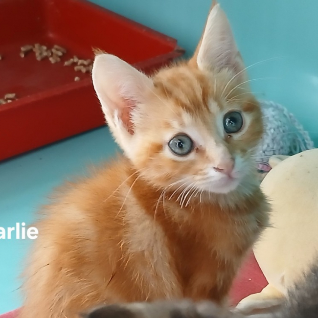 Photo de Charlie