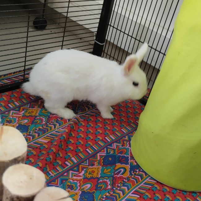 Loupy