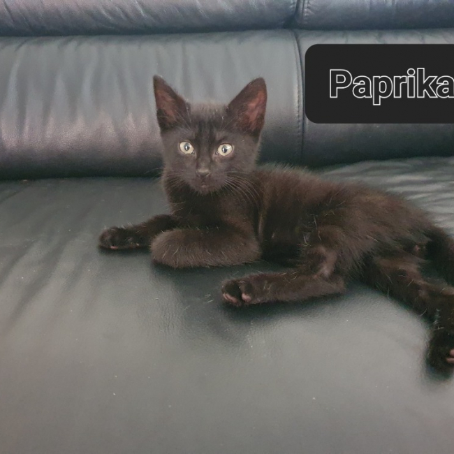 Paprika