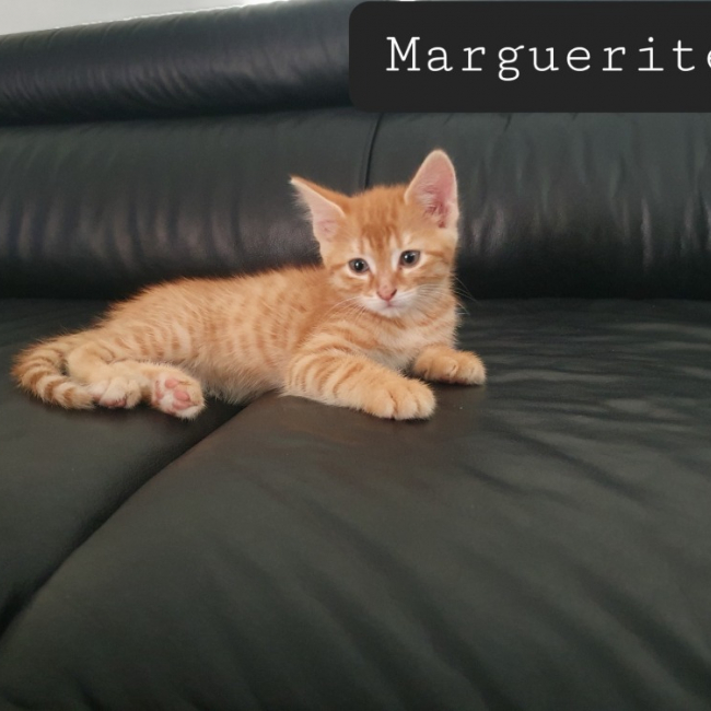 Margueritte