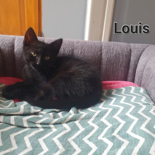 Louis