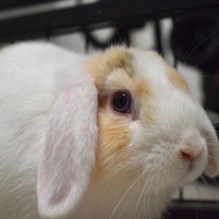 Azur - Rongeur Lapin à adopter