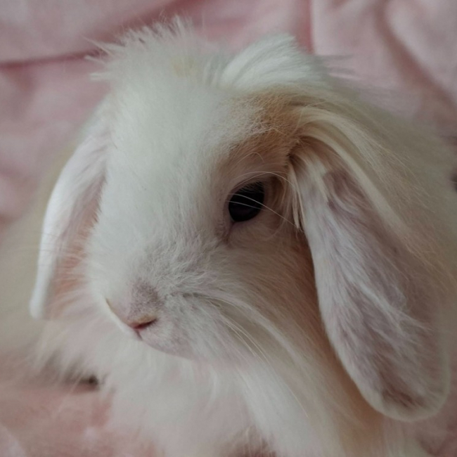Photo de Prince
