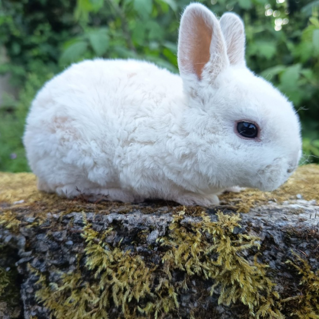 Photo de Pomme
