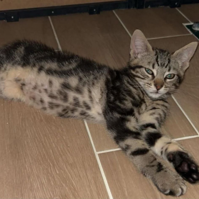 Photo de Milo