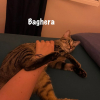 BAGHERA