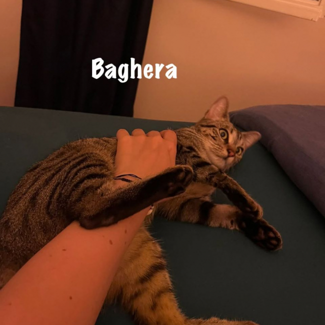 Photo de BAGHERA