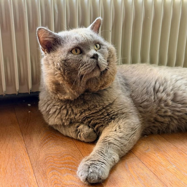 Photo de NOUNOURS