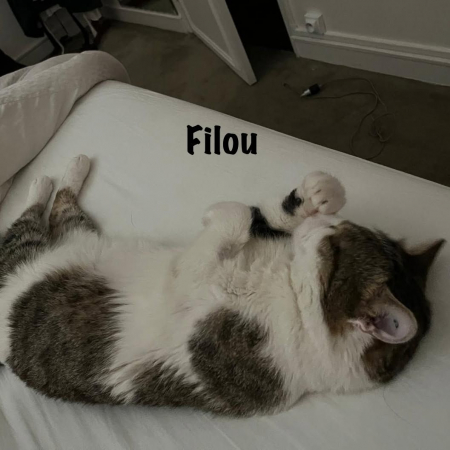 FILOU - Chat Européen à adopter