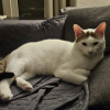 Yuki