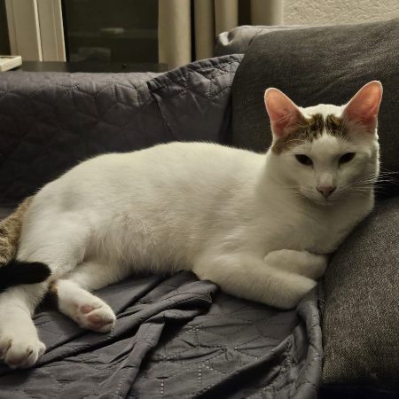 Yuki - Chat à adopter
