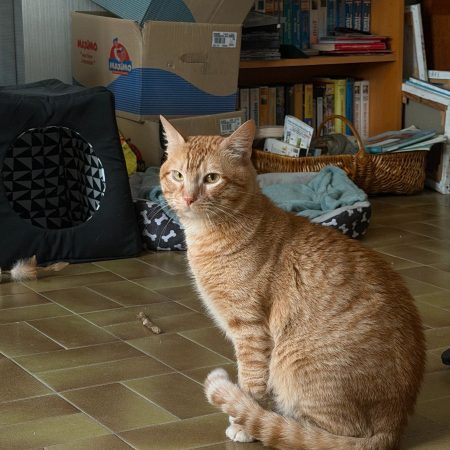 Erwan - Chat Européen à adopter