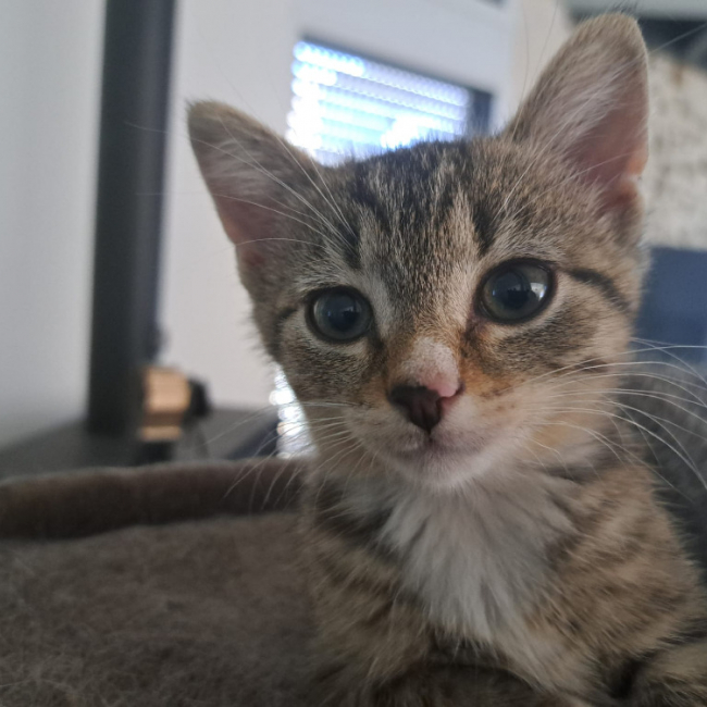 Censy