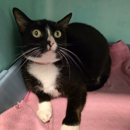 Poupouche - Chat Européen à adopter