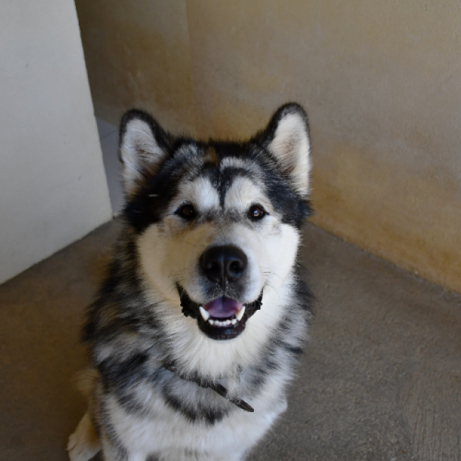 Kyko boy