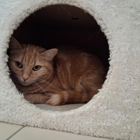 Plume - Chat Européen à adopter