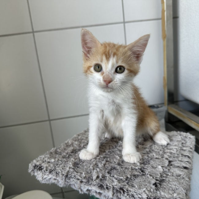 Mia