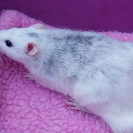 Cheeper - Rongeur Rat à adopter