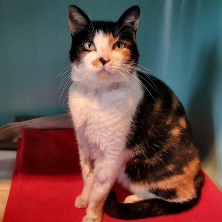 Bloody - Chat Européen à adopter