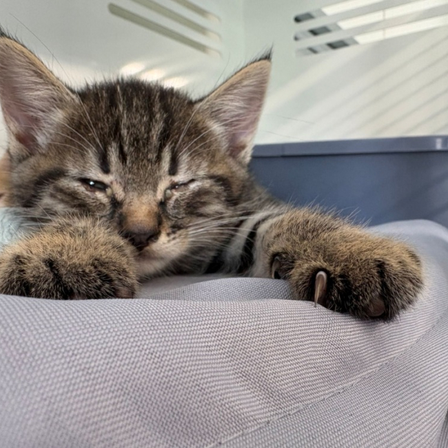 Leo