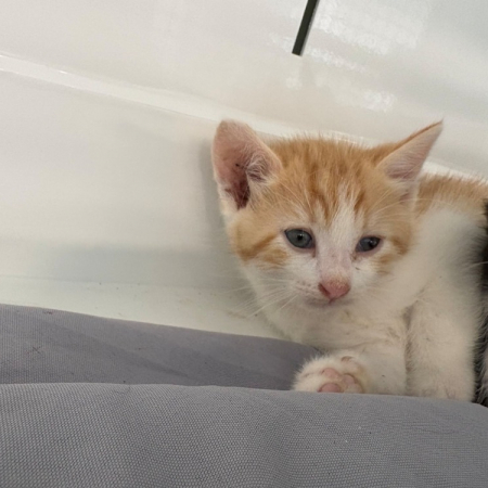 Photo de Abricot