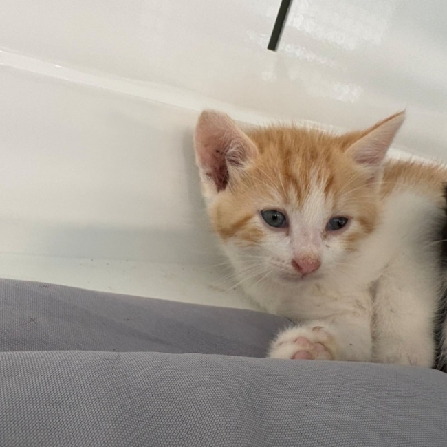 Abricot
