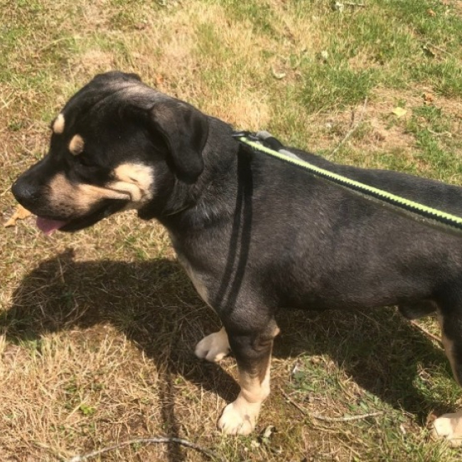 Remo