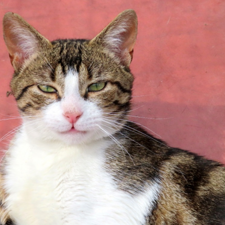 Zane - Chat Européen à adopter