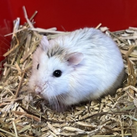 Marshmallow - Rongeur Hamster à adopter