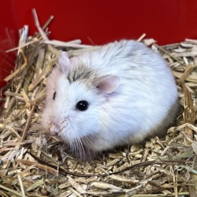 Marshmallow