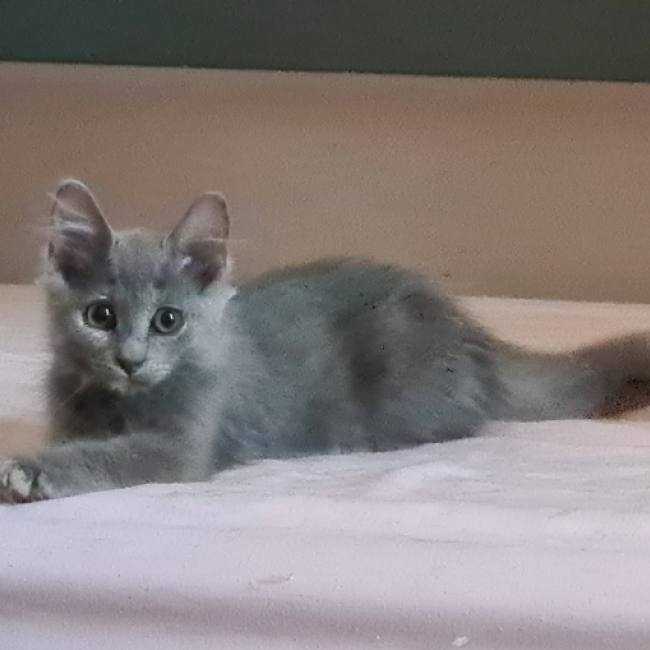 Photo de Bleuet