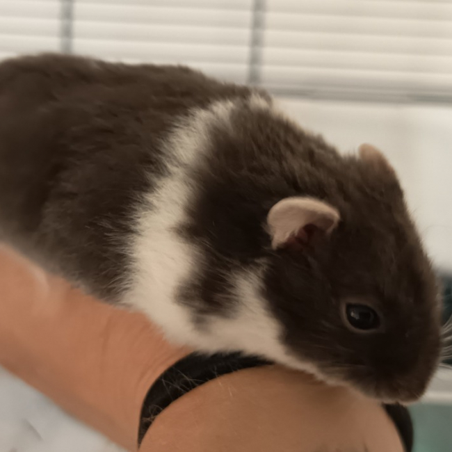 Photo de Hamtaro