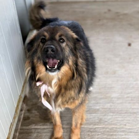 TOSCANE - Chien à adopter