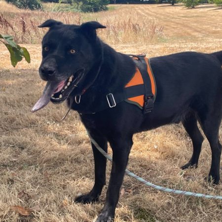 Milord - Chien à adopter