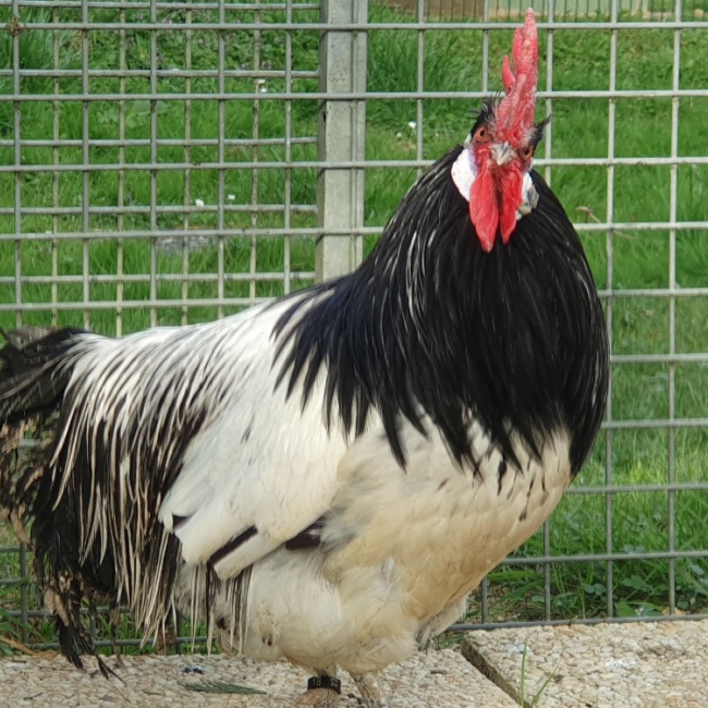 Le rigolo bizarre