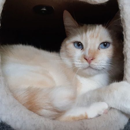 Keyling - Chat Européen à adopter