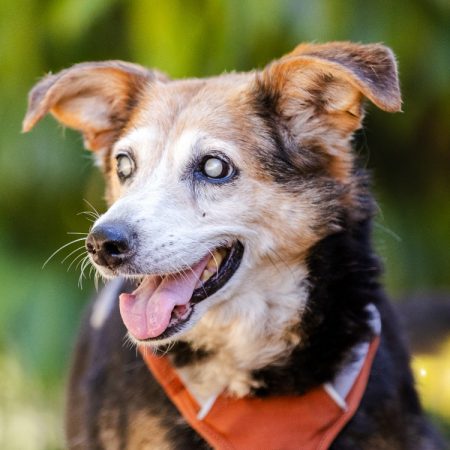 Rosi - Chien Berger à adopter