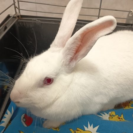 Tras - Rongeur Lapin à adopter