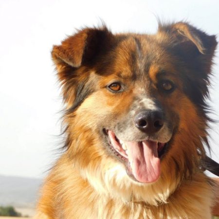 PINGO - Chien à adopter