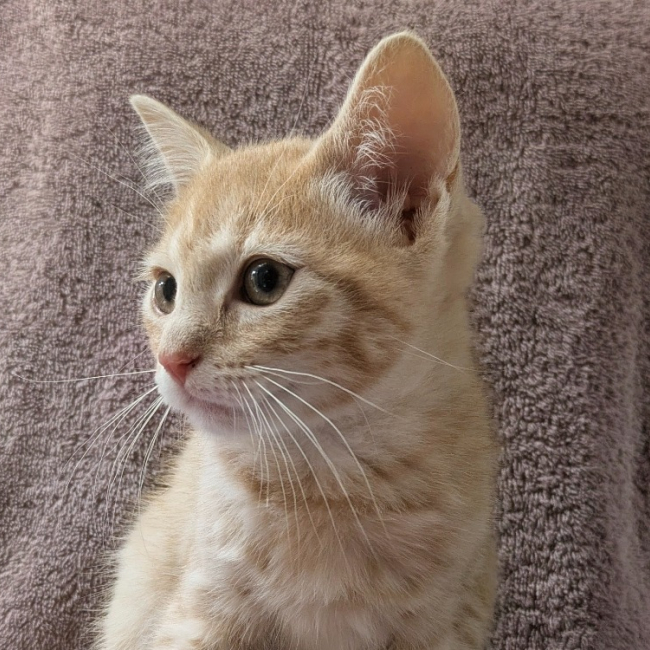 Sandy