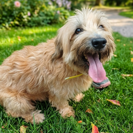 Ourson - Chien à adopter