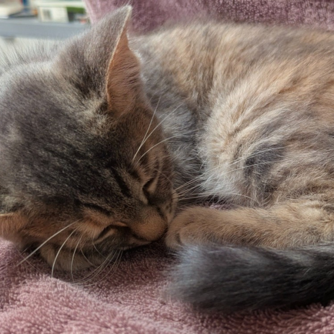 Noisette