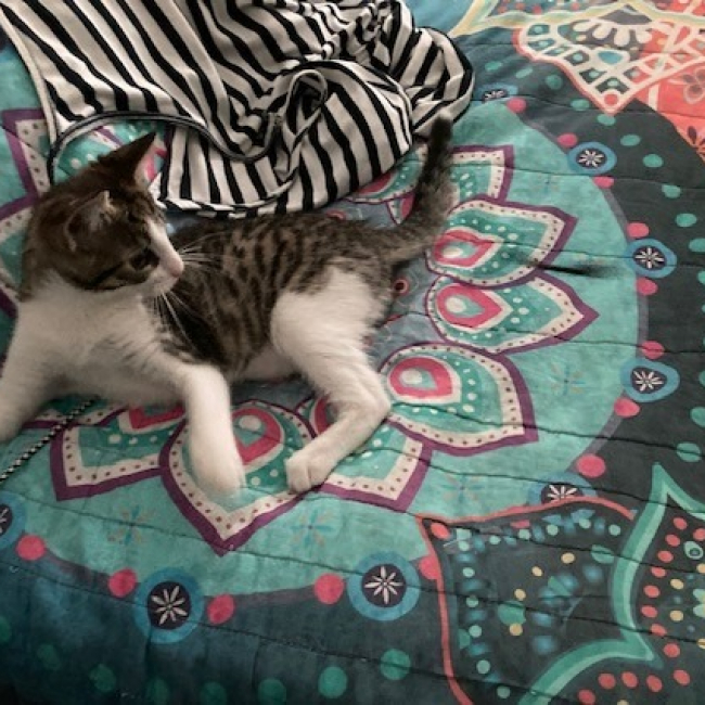 Ziva
