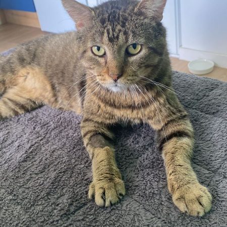 Louis - Chat Européen à adopter