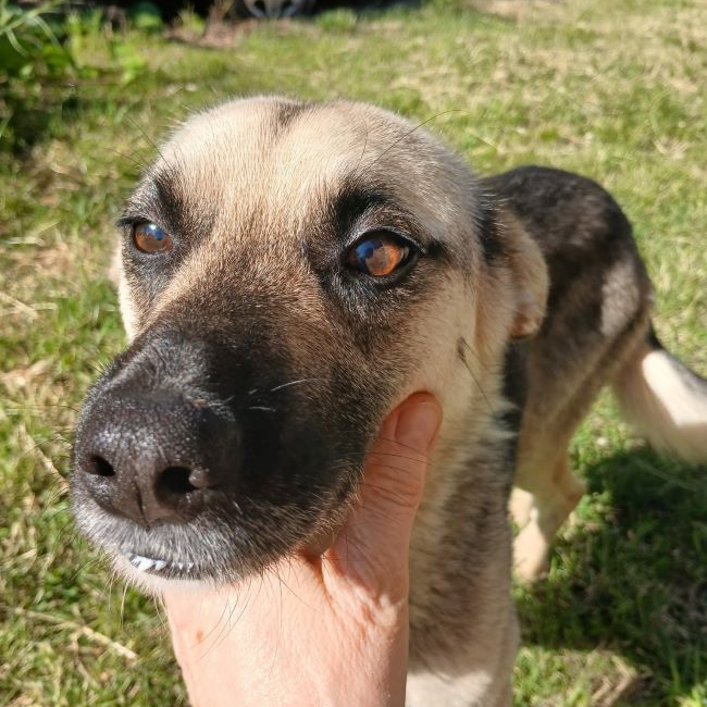 Photo de Pépite