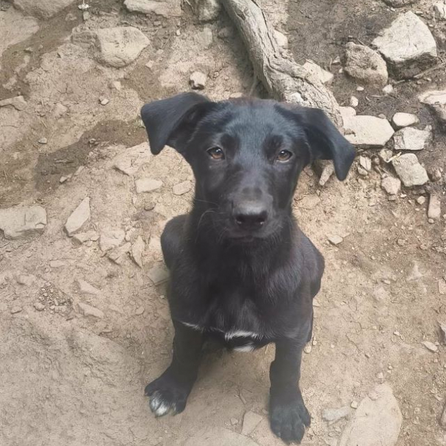 Photo de Zena