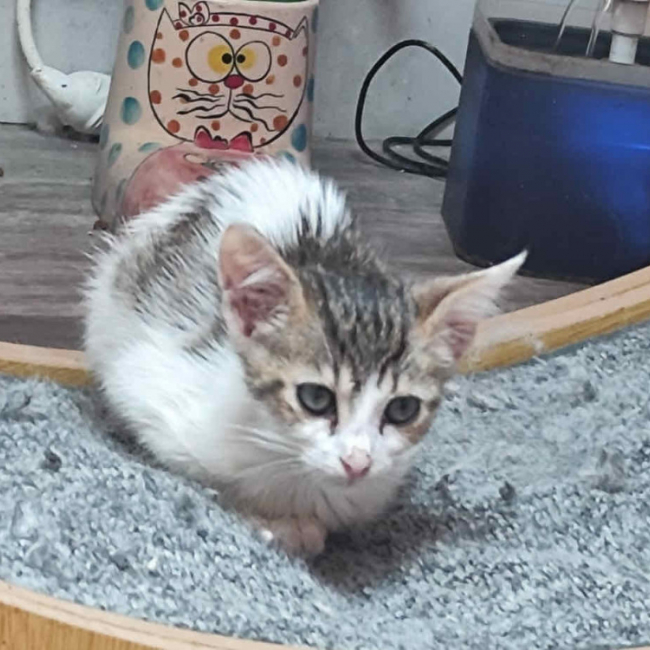Photo de Samoa