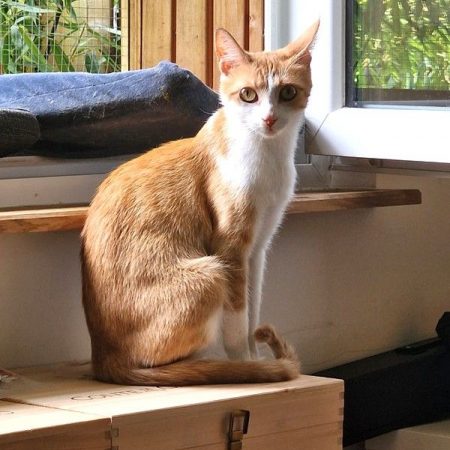 BLEUETTE - Chat à adopter