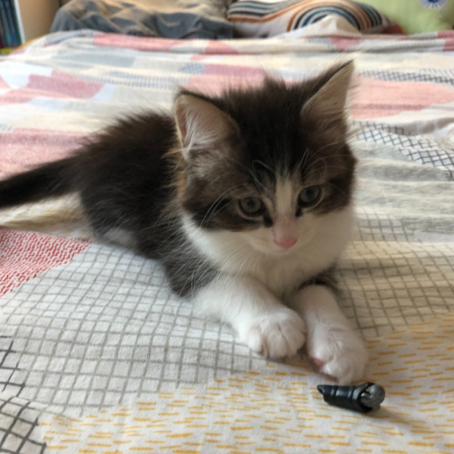 Photo de Chiki