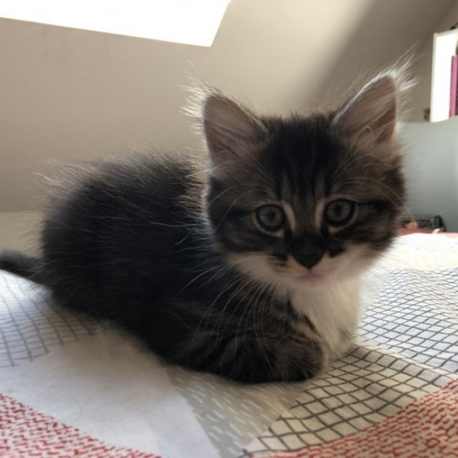 Photo de Ginger